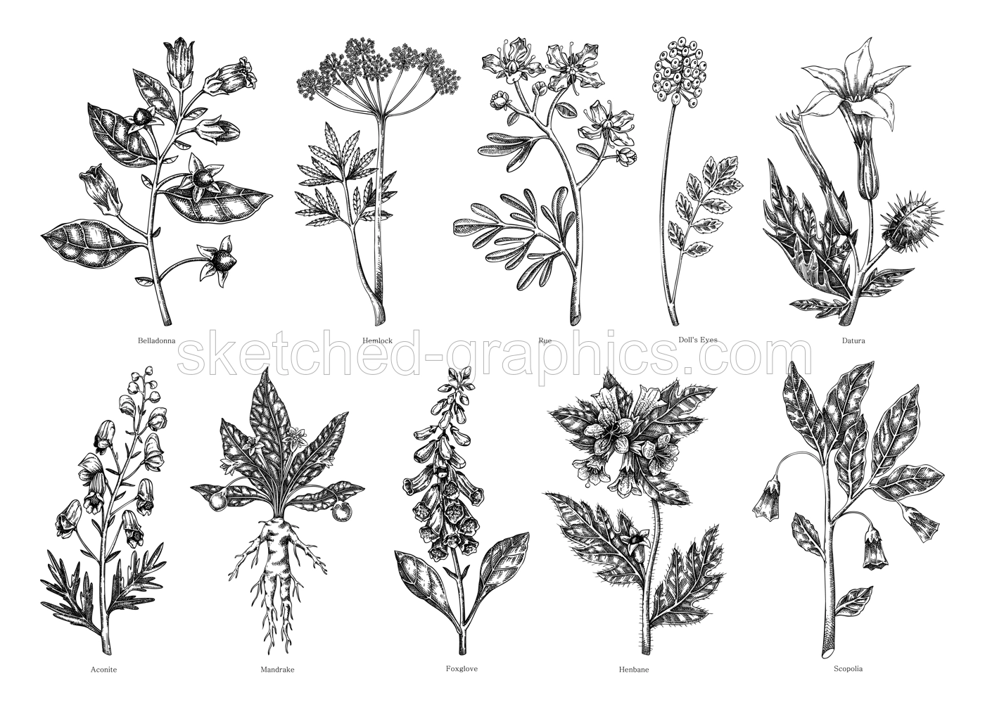 Poisonous plants botanical illustrations. Hand-drawn flowers and witch herb sketches. Witchcraft, herbal medicine, mythology design elements. NOT AI generated Illustration